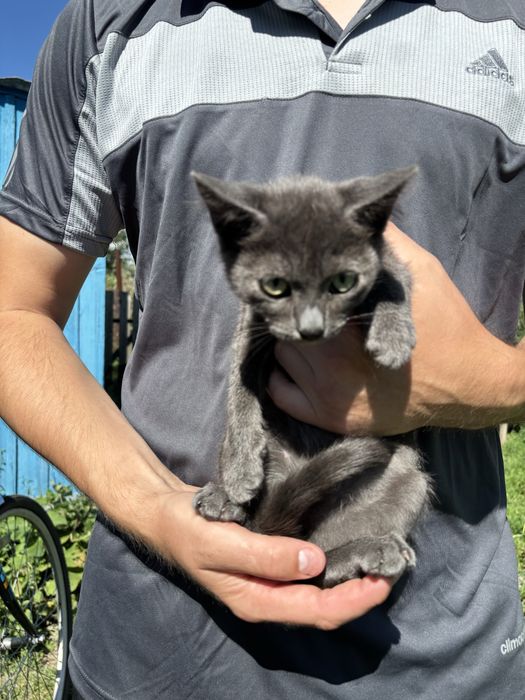 Отдам котят, 2 мальчика и 1 девочка