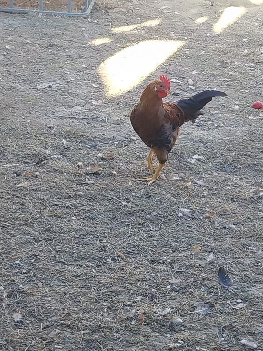 Vând cocoși din primăvară