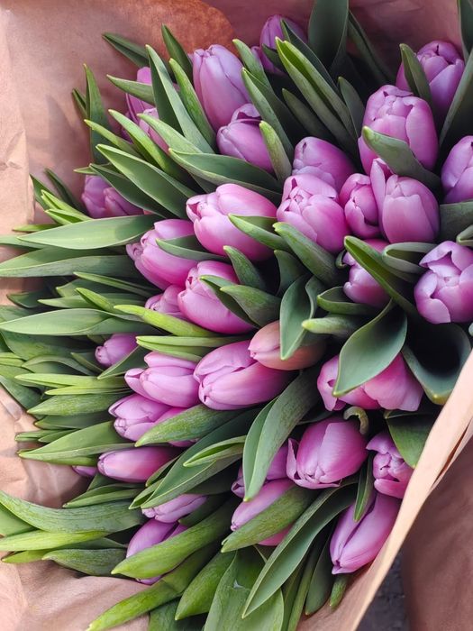 Тюльпаны только оптом