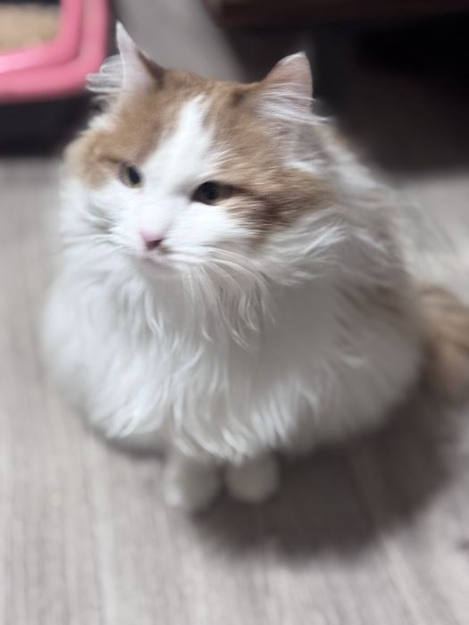 Отдам кошку бесплатно