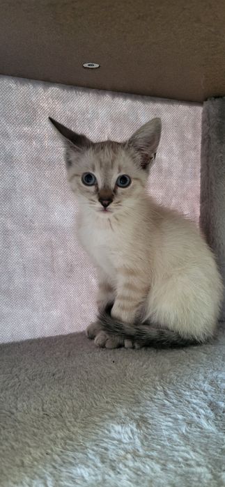 Pet sitter - cazare animale pisici, căței, animale exotice