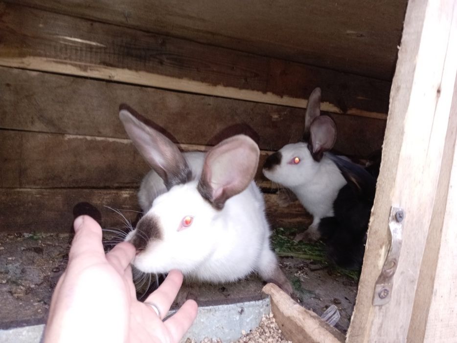 Продам Крольчат и взрослую кролиху.