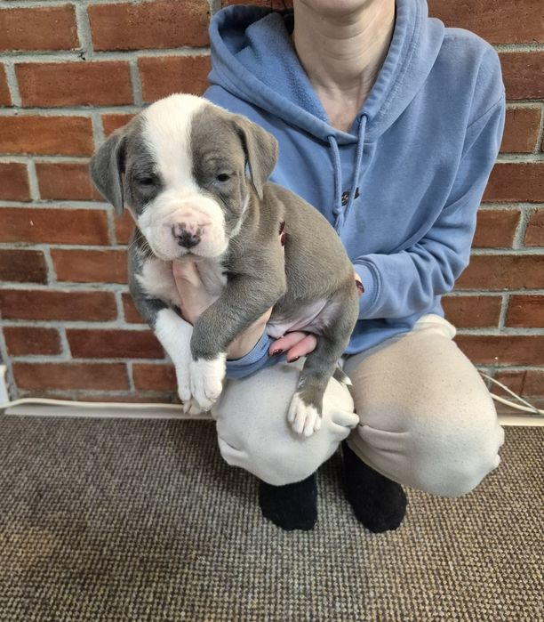 Vând pui Amstaff cu pedigree FCI!