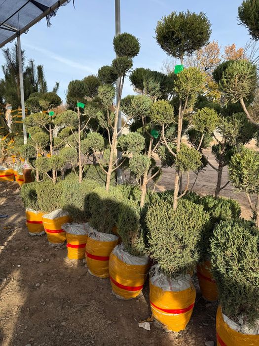 Көшеттер бар арзан бағада