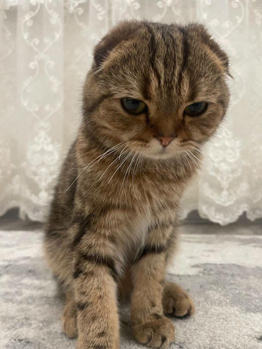 Pradayotsa koshka 7 meses