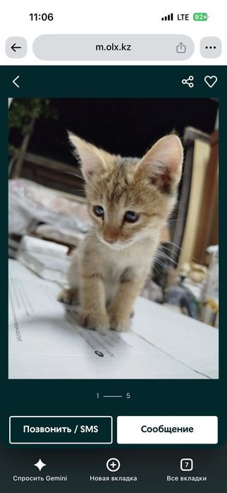 Отдам в добрые руки котят