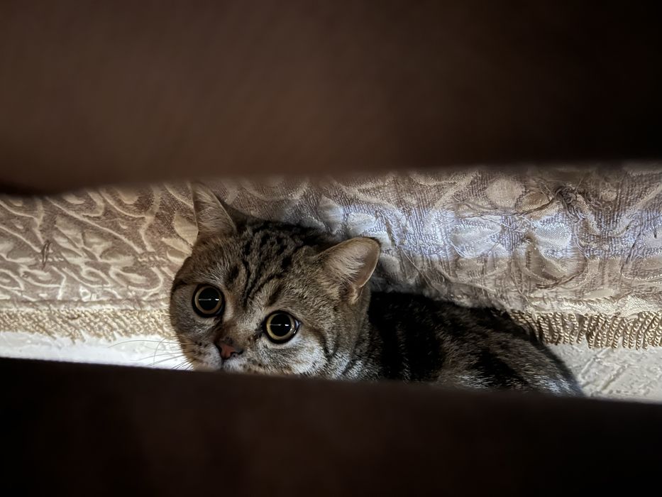 Отдам кота в добрые руки