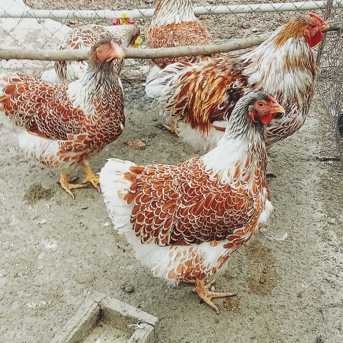 Инкубационные яйца лакенфельдер