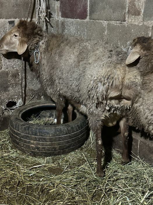 Кошкар Қошқар кучкар