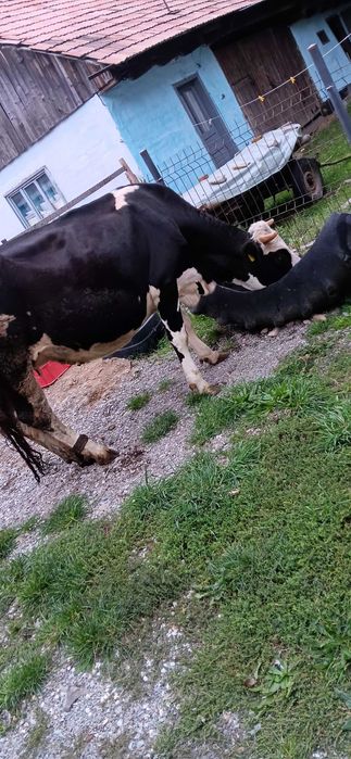 Vând Junincă, gestanta in 4 luni, a doua fatare