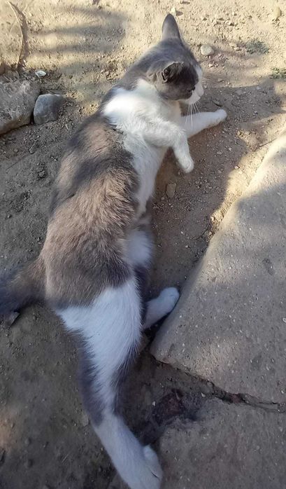 Кошка 2 года, в добрые руки