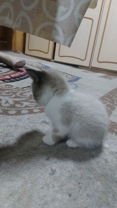 отдам котенка 1 мес