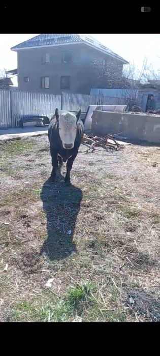 Бык белоголовый 2 года