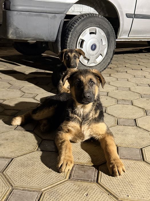 Щенкт немецкой овчарки