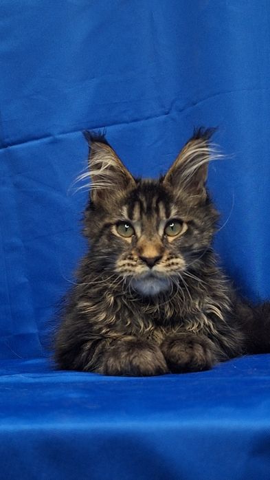 Котята мейн-кун из питомника