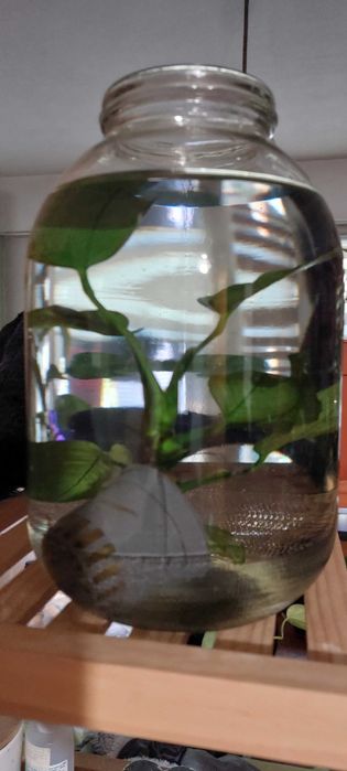 Аквариум 50 л с нови камъни, филтър SunSun, и анубиас