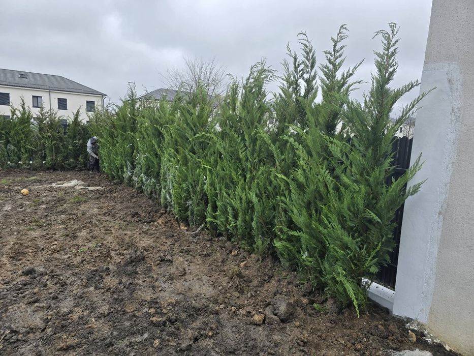 Vând tuia leylandii chiparos la oferta 100 lei buc livrare gratuita