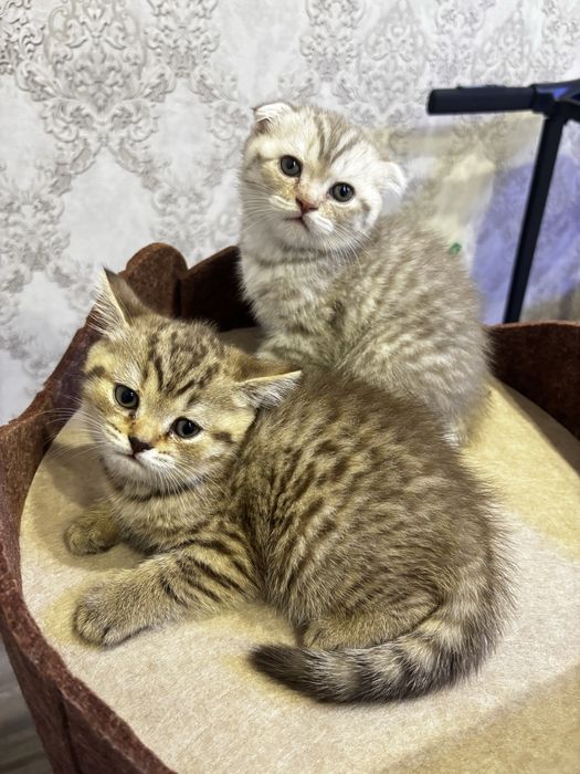 Продам котят британцев