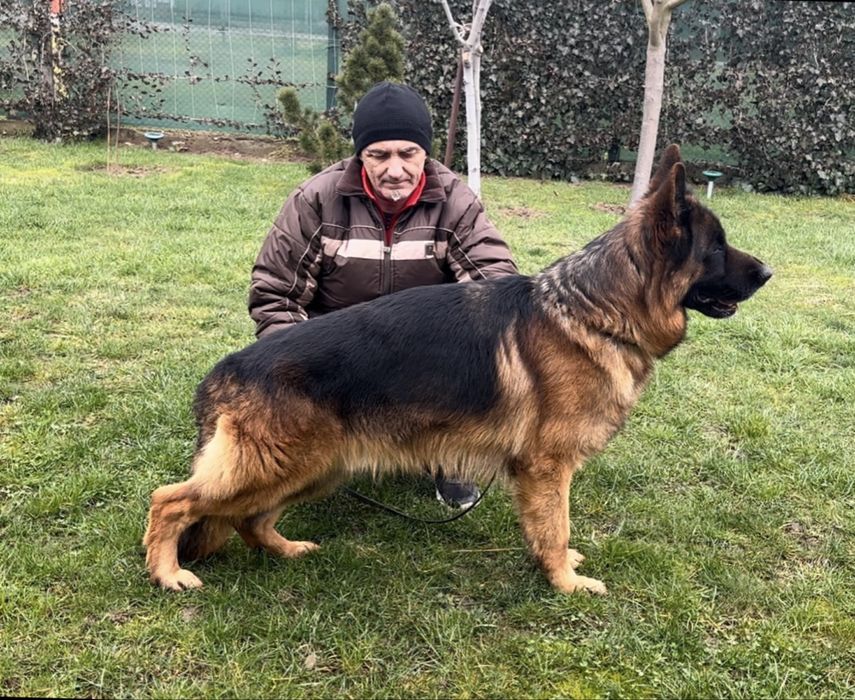 Pui ciobanesc german cu par scurt de inalta calitate