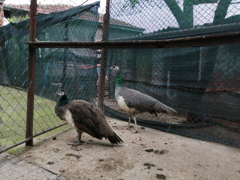 "Индийски  пауни "