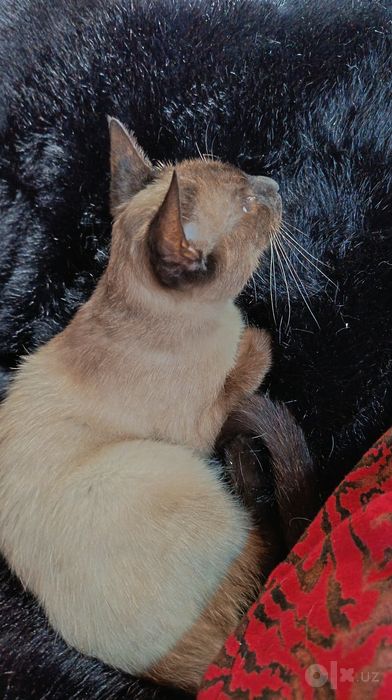 Mushuk Siam zotdor