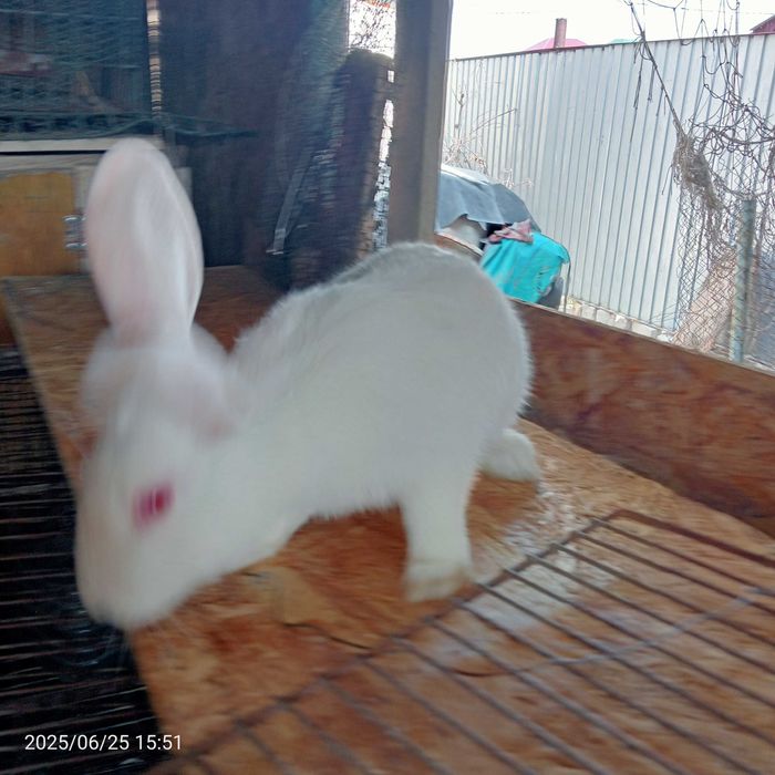 Продам кроликов Белый Великан