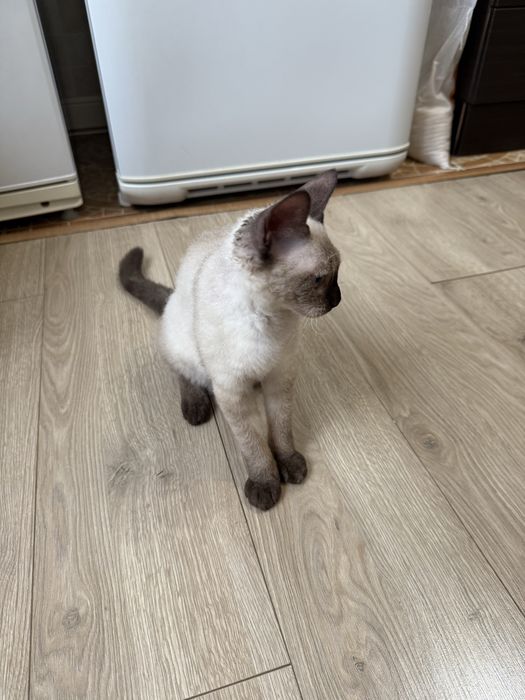 Котенок 6 месяца