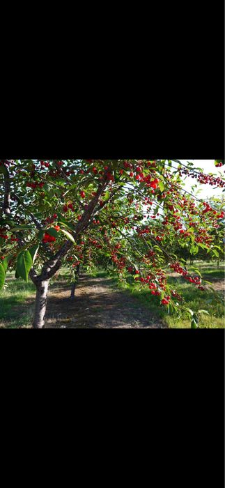 Pomi fructiferi clasici si deosebiti 280 de soiuri in stoc