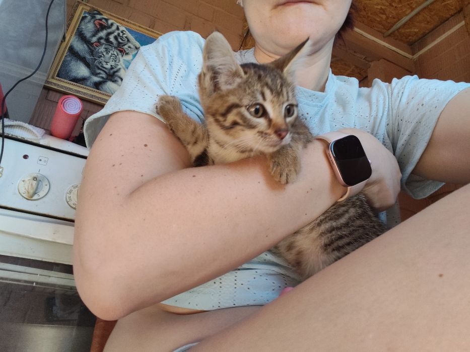 Отдам котят в добрые руки