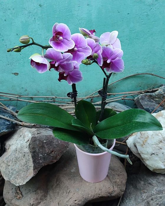 Орхидеи в наличии свежие