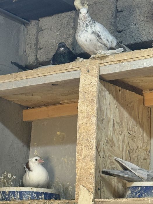 Продам голубей разных мастей