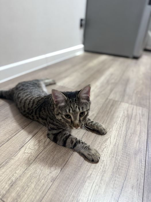 Продам кота в хорошие руки