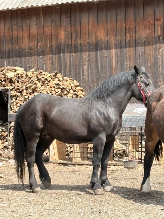 De vanzare cal de 2,9 ani!