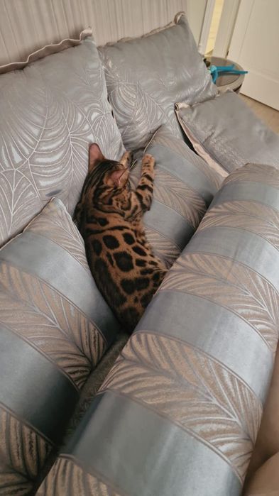 Отдам кота бенгальский