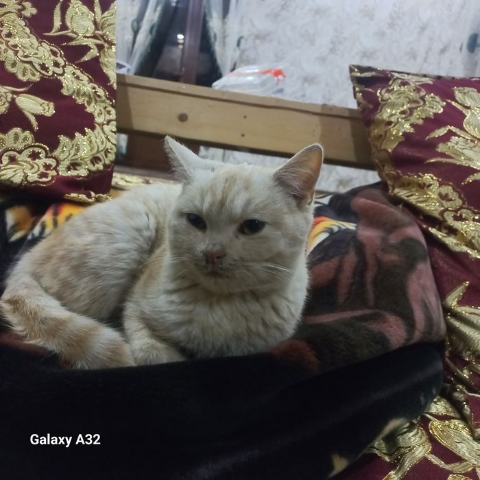 Mushuk skotish gibrit