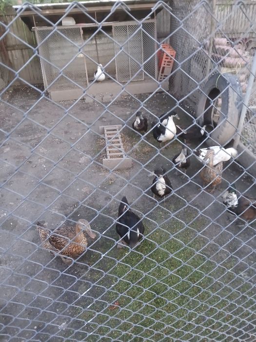 Rațe românești de vânzare
