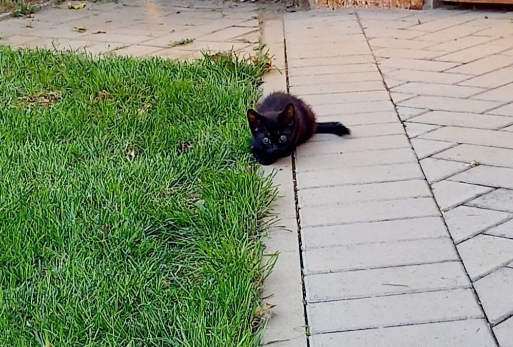 Adoptie pisicuțe negre