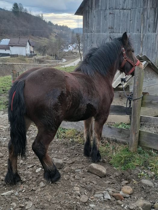 Vând mânză.        !