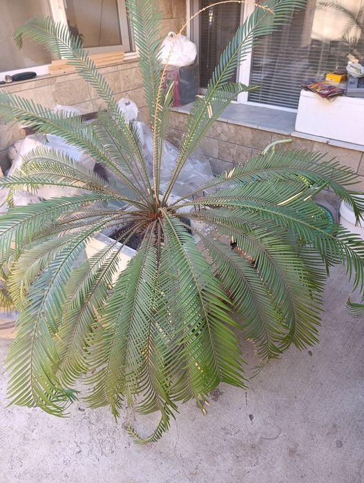 Палма Цикас голя