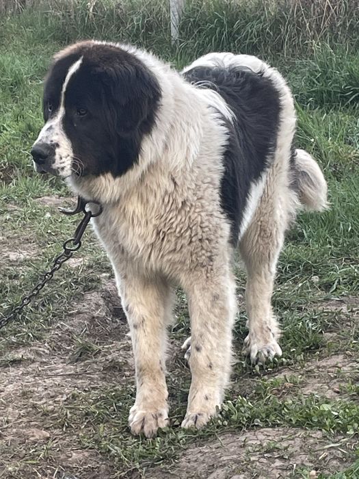 Vând Ciobănesc Românesc în vârstă de 10,5 luni  de Bucovina