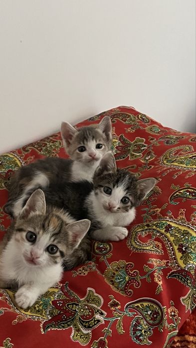 Котята в самые ответственные руки