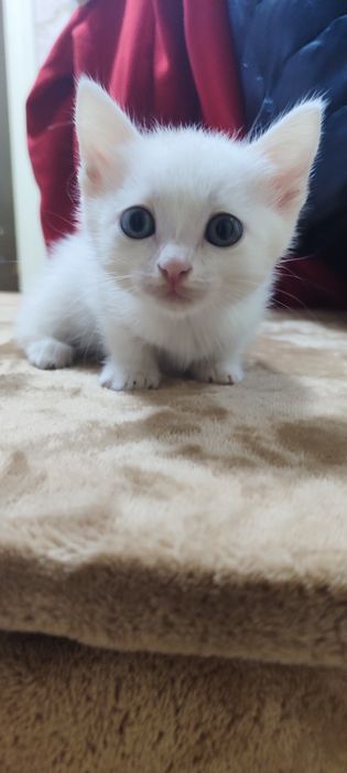 Отдам кошечку бесплатно