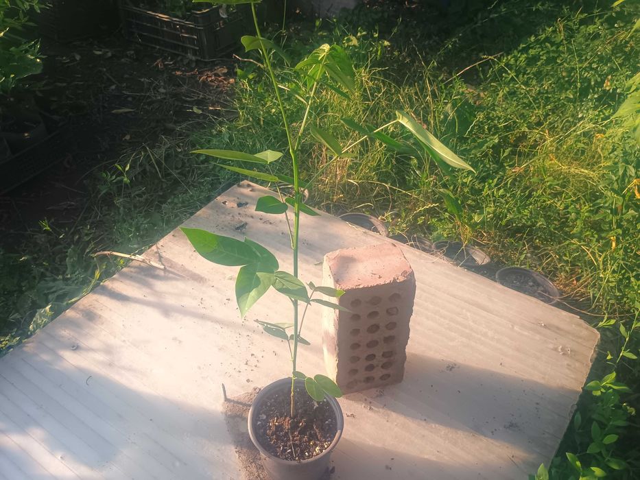 Cassia(Senna) occidentalis 40-50cm