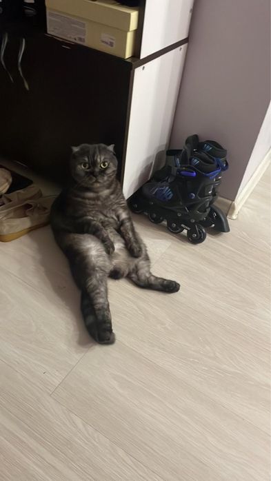 Кот  ! Срочно ! Очень умный спокойный