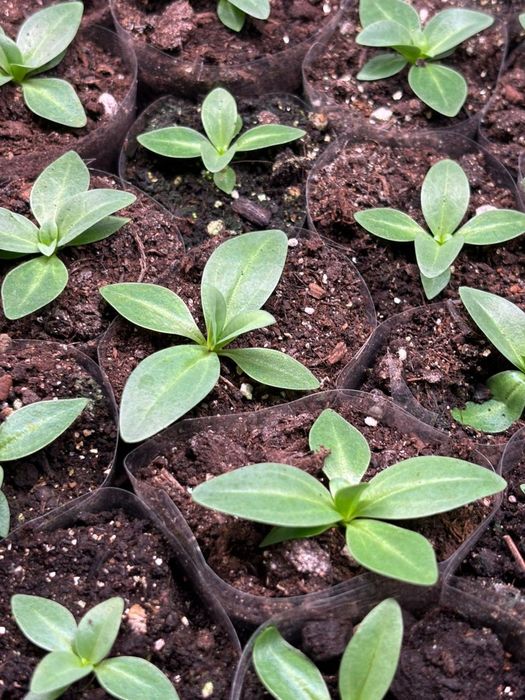 Цветы Эустома рассада