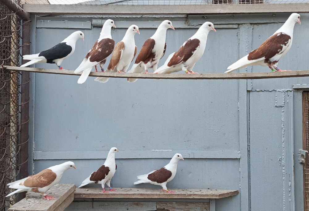 Бакинские голуби