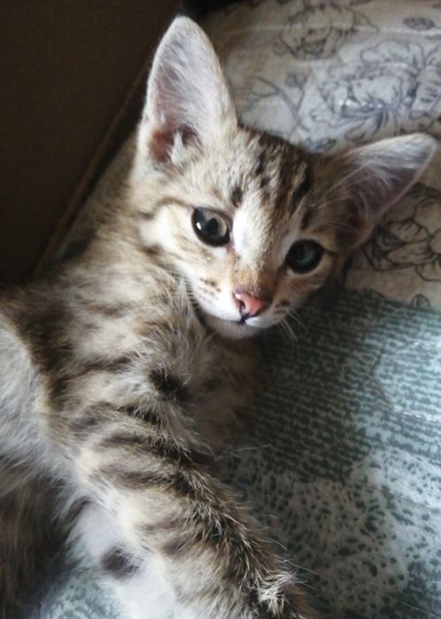 Отдам  котенка  бесплатно
