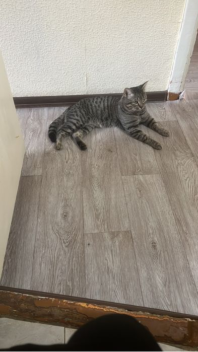 Отдам кота в хорошие, добрые руки