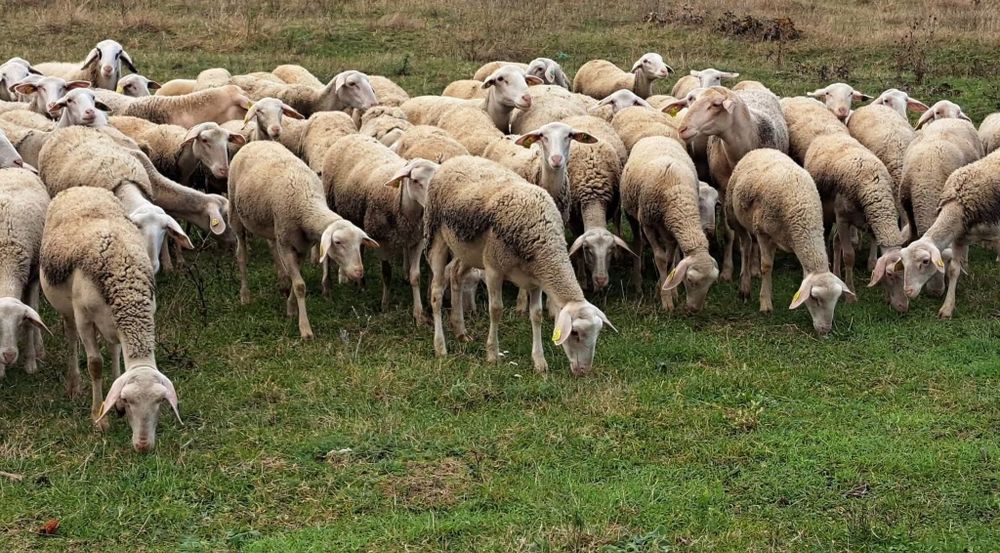 Oi lacaune cu pedigree!