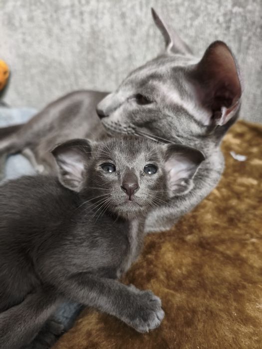 Ориентальные котята экстрим